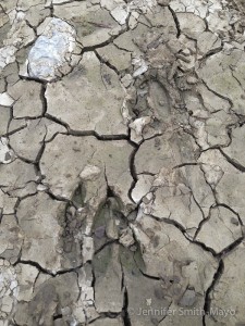 Deer tracks near the Salt River, Shepherdsville, Kentucky