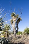 Chihuahuan Desert Nature Center and Botanical Gardens, Fort Davis, Texas