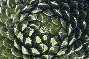 Queen Victoria Agave (Agave victoriae-reginae), Chihuahuan Desert Nature Center and Botanical Gardens, Fort Davis, Texas