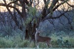 Whitetail buck, San Angelo State Park, San Angelo, Texas