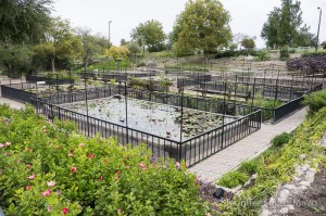 International Water Lily Garden, San Angelo, Texas