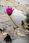 Tropical Day-Blooming Nymphaea 'Pat Atteberry', International Water Lily Garden, San Angelo, Texas