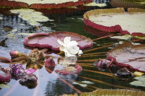 Victoria amazonica, International Water Lily Collection, San Angelo, Texas.