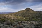 Afternoon view of the upper Sonoran desert.