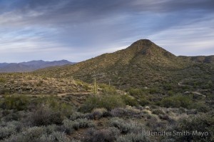 Afternoon view of the upper Sonoran desert.