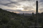 Afternoon clouds fill the sky over the Sonoran desert.