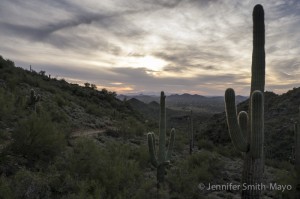 Afternoon clouds fill the sky over the Sonoran desert.