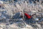 Male Cardinal near the Canyon Loop Trail