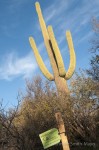 Saguaro C12, part of the Adopt a Saguaro program