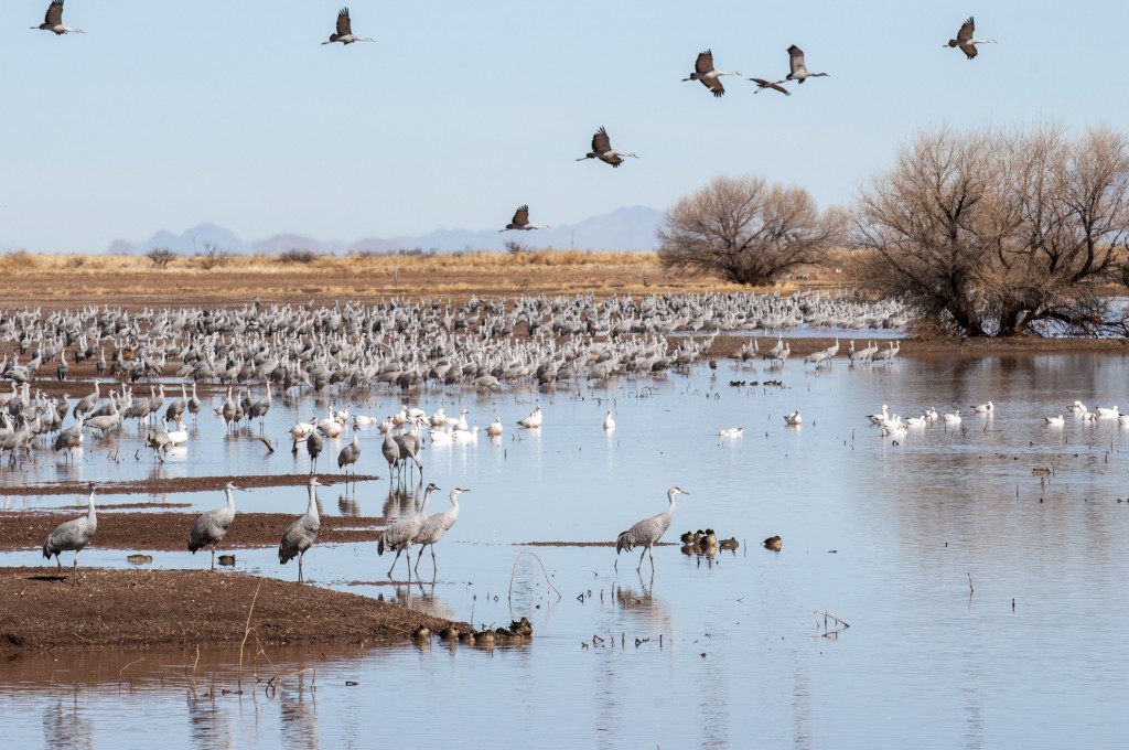 Sandhill Cranes and Snow Geese at Whitewater Draw, Mc Neal, Arizona