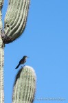 A Curve-bill Thrasher on a Saguaro cactus