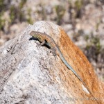 Side-blotched lizard