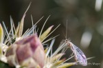 Insect impaled on buckhorn cholla