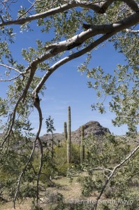 Saguaro cacti
