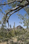 Saguaro cacti