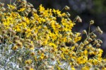 Brittlebush with yellow daisy-like flowers
