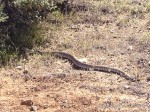 Rattlesnake along the trail!
