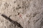 Cave 5 ceiling pictograph