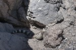 Crevice Spiny Lizard