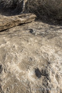 Ancient morteros, or grinding holes, along the Palm Canyon Trail, Anza Borrego Desert State Park, California