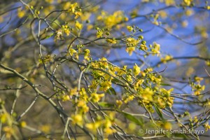 Palo verde in bloom, Anza Borrego Desert State Park, California