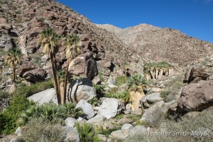 Native palm oasis, Anza Borrego Desert State Park, California