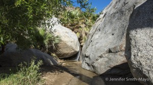 Waterfall at the native palm oasis, Anza Borrego Desert State Park, California