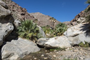 Native palm oasis, Anza Borrego Desert State Park, California