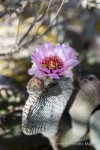 Flowering Beavertail cactus, Anza Borrego Desert State Park, California