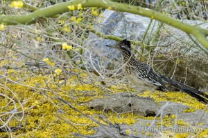 Roadrunner, Anza Borrego Desert State Park, California