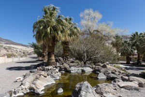 An oasis in Death Valley! Scotty's Castle, Death Valley National Park, California