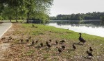 A mother duck wrangles her herd of ducklings at Sesquicentennial State Park, Columbia, South Carolina