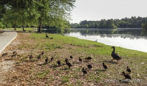 A mother duck wrangles her herd of ducklings at Sesquicentennial State Park, Columbia, South Carolina