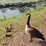 A mother goose watches over her sleepy goslings at Sesquicentennial State Park, Columbia, South Carolina
