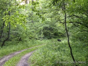 Young black bear on an old forest road in the Great Smoky Mountains National Park, North Carolina