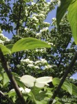 Dogwood in bloom at a West Virginia rest area
