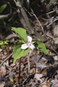 Trillium blooms along the shore at Locust Lake State Park, Barnesville, Pennsylvania