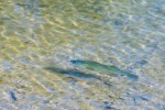 A trout cruises along the shoreline at Locust Lake State Park, Barnesville, Pennsylvania