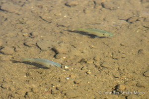 Panfish near the shoreline at Locust Lake State Park, Barnesville, Pennsylvania
