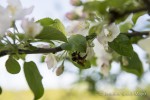 A bumblebee slowly wakes as sunlight shines on apple blossoms, Irasburg, Vermont