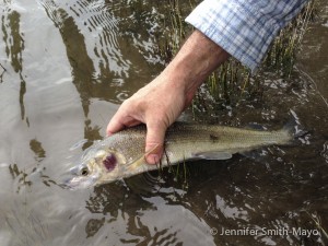 Jen catches a Mountain Whitefish (and Matt releases it!)