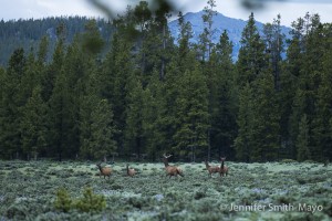 Elk herd near our campsite, Bighorn National Forest, Wyoming