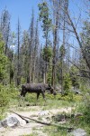 Moose at the Visitor's Center, Rocky Mountain National Park, Colorado