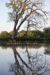 Canada geese and their fledglings swim on Big Creek in Ellis, Kansas