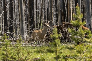 White-tailed buck in the forest, Yellowstone National Park, Wyoming