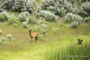 Elk babies abound!, Yellowstone National Park, Wyoming