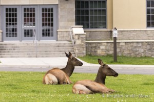 Elk in the median at Mammoth Hot Springs, Yellowstone National Park, Wyoming