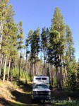 Many Pines Campground, Lewis & Clark National Forest, Neihart, Montana