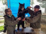 Team Gritty feeds a female black bear cub, Kendra, Fruit Loops at Oswald's Bear Ranch, Newberry, Michigan