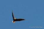 Bald eagle (Haliaeetus leucocephalus), Ringling, Montana